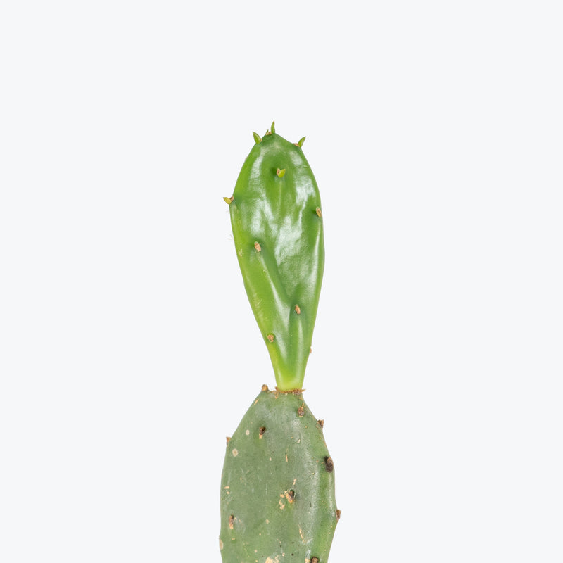 Eastern Prickly Pear Cactus | Opuntia Vulgaris | Care Guide and Pro Tips - Delivery from Toronto across Canada - JOMO Studio