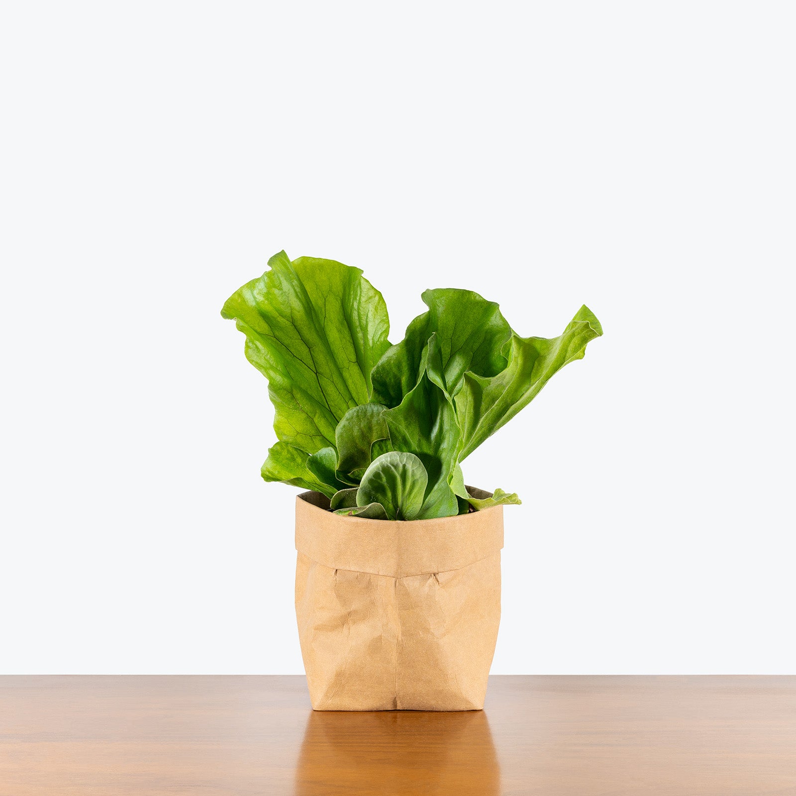 Elephant Ear Staghorn Fern | Platycerium elephantotis | Care Guide and Pro Tips - Delivery from Toronto across Canada - JOMO Studio