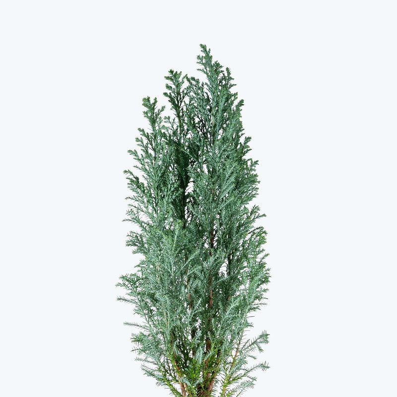 Ellwoodii Cypress | Indoor Holiday Plants & Houseplants for Delivery | Care Guide and Pro Tips