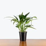 Epipremnum Amplissimum Variegated — 6" Pot