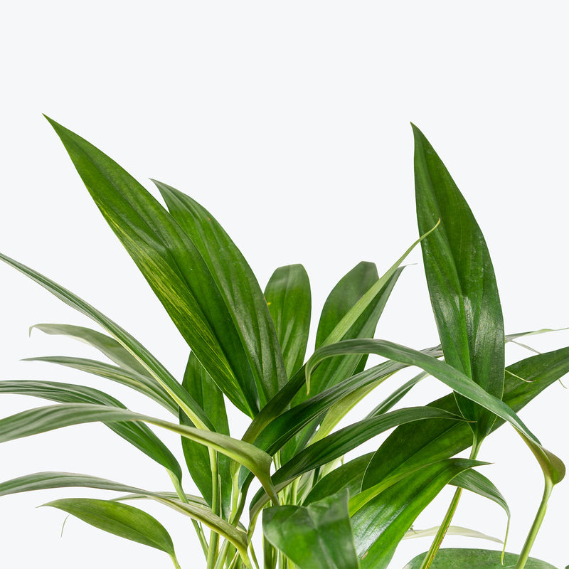 Epipremnum Amplissimum Variegated | Care Guide and Pro Tips - Delivery from Toronto across Canada - JOMO Studio