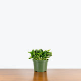 Epipremnum Shangri La — 6" Pot (not trailing)