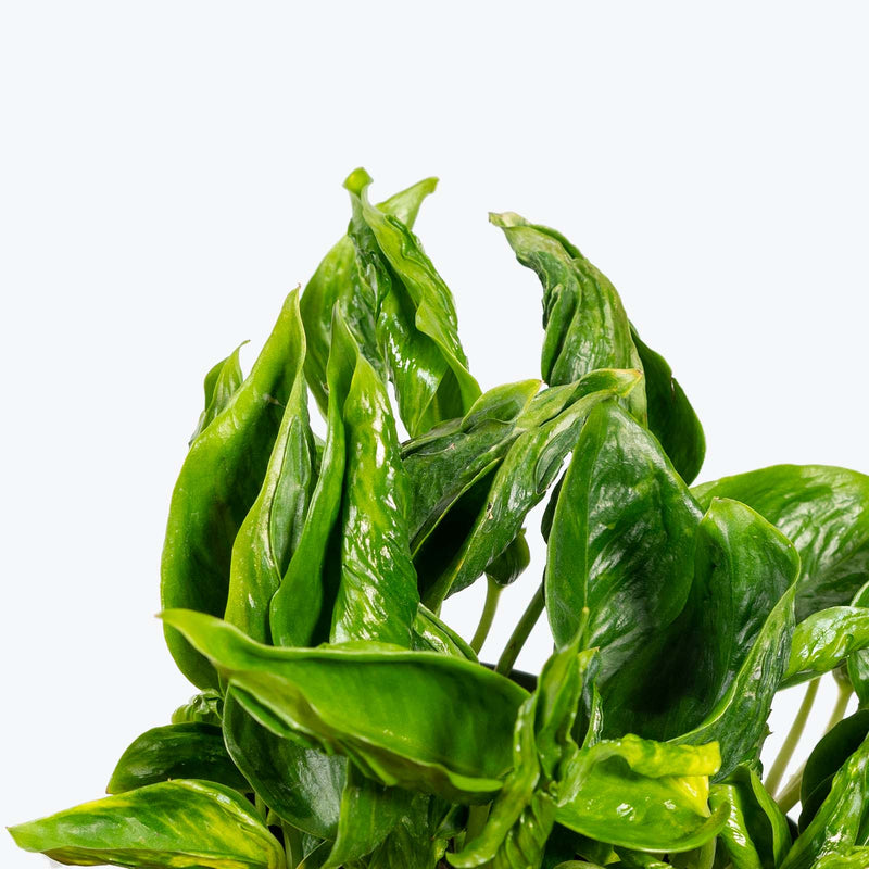 Epipremnum Aureum Shangri La | Care Guide and Pro Tips - Delivery from Toronto across Canada - JOMO Studio