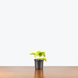 Epipremnum Champs Élysées — 4" Pot