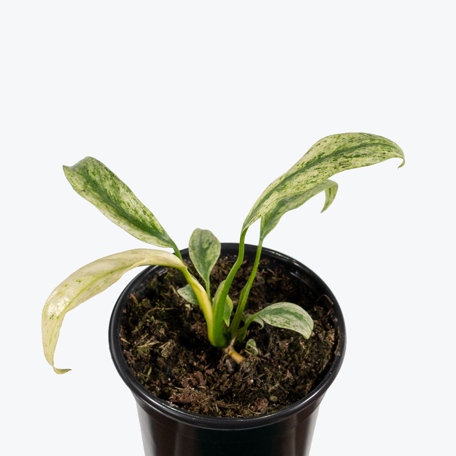 Epipremnum Giganteum Variegata - House Plants Delivery Toronto Canada - JOMO Studio