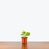 Epipremnum Lemon Top — 4” Pot