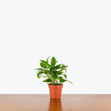 Epipremnum Pinnatum Skeleton Key — 4" Pot - Bush