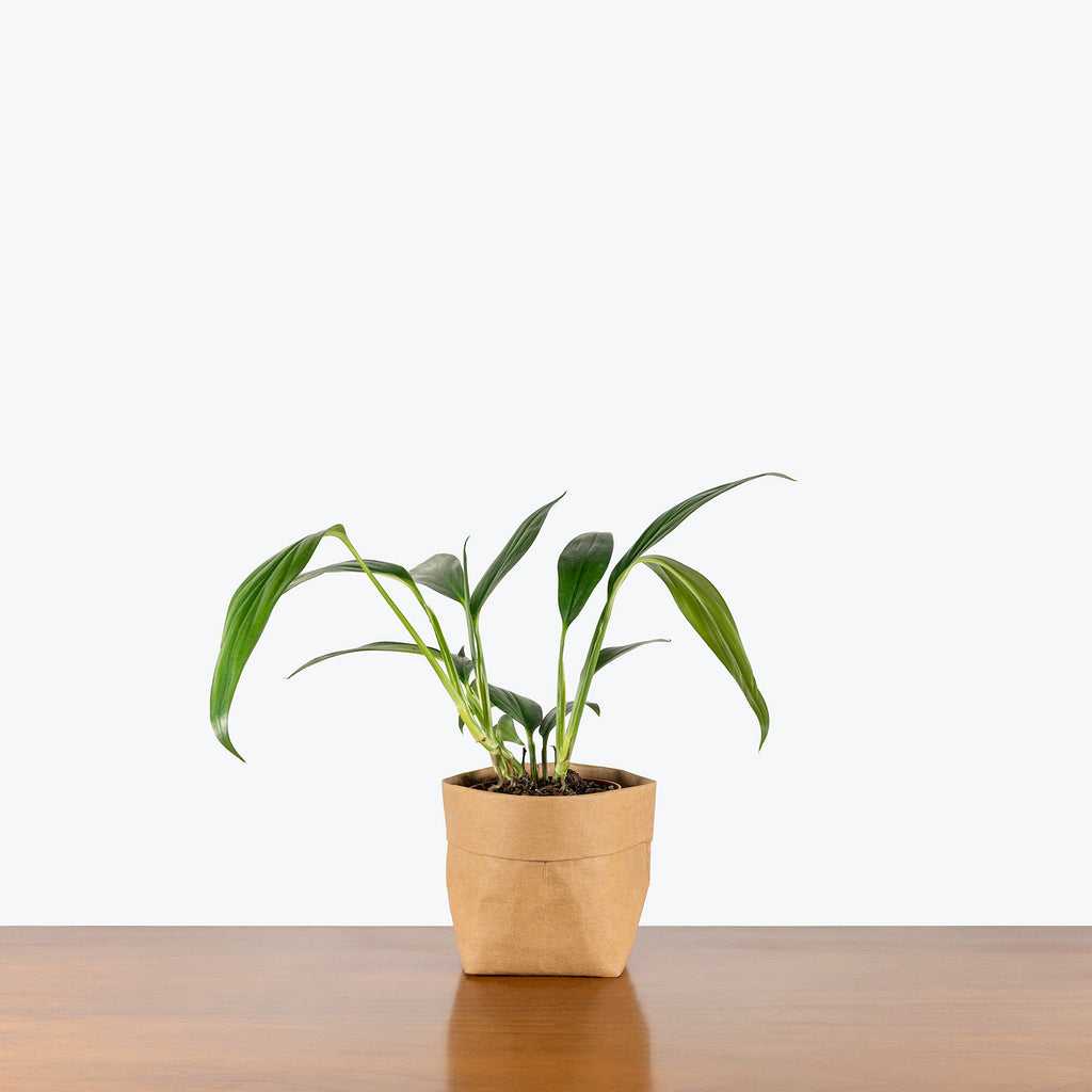 Epipremnum Amplissimum | Care Guide and Pro Tips - Delivery from Toronto  across Canada