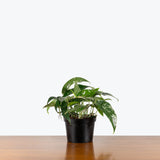 Epipremnum Pinnatum Albo — 6" Pot - Bush