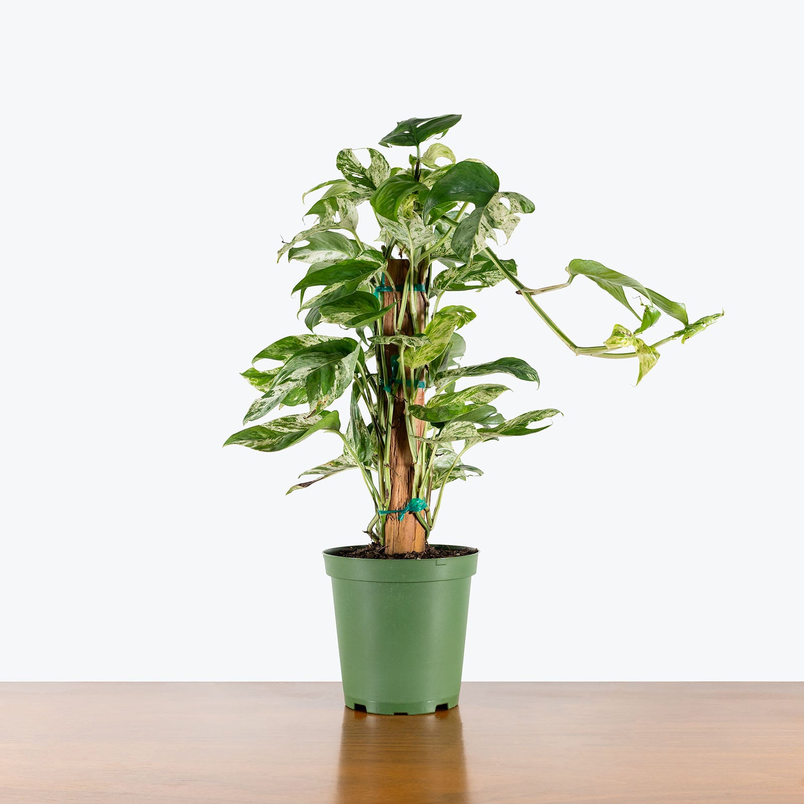 Epipremnum Pinnatum Albo | Care Guide and Pro Tips - Delivery from Toronto across Canada - JOMO Studio