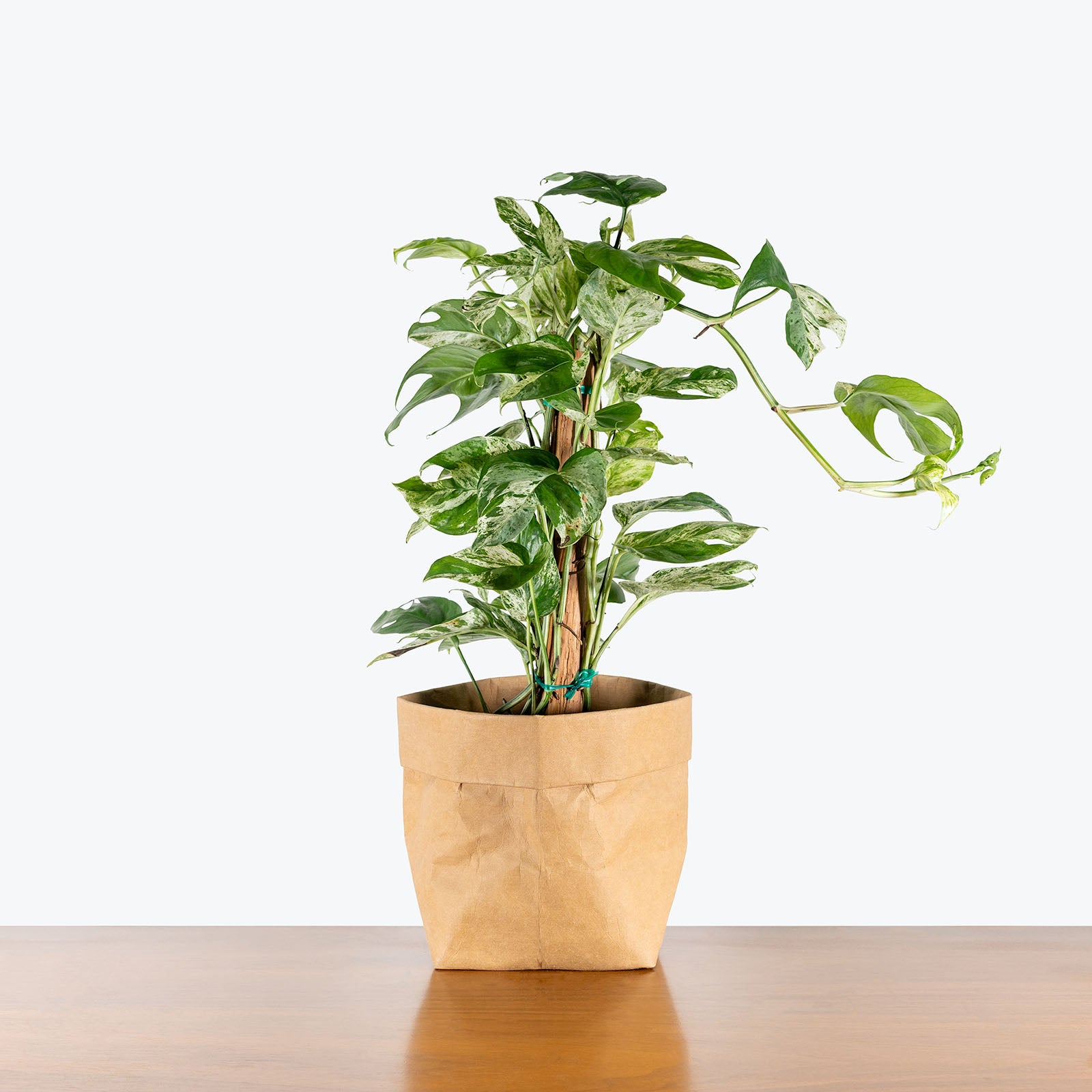 Epipremnum Pinnatum Albo | Care Guide and Pro Tips - Delivery from Toronto across Canada - JOMO Studio