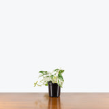 Epipremnum Pinnatum Marble — 4" Pot - Bush (smaller than picture)