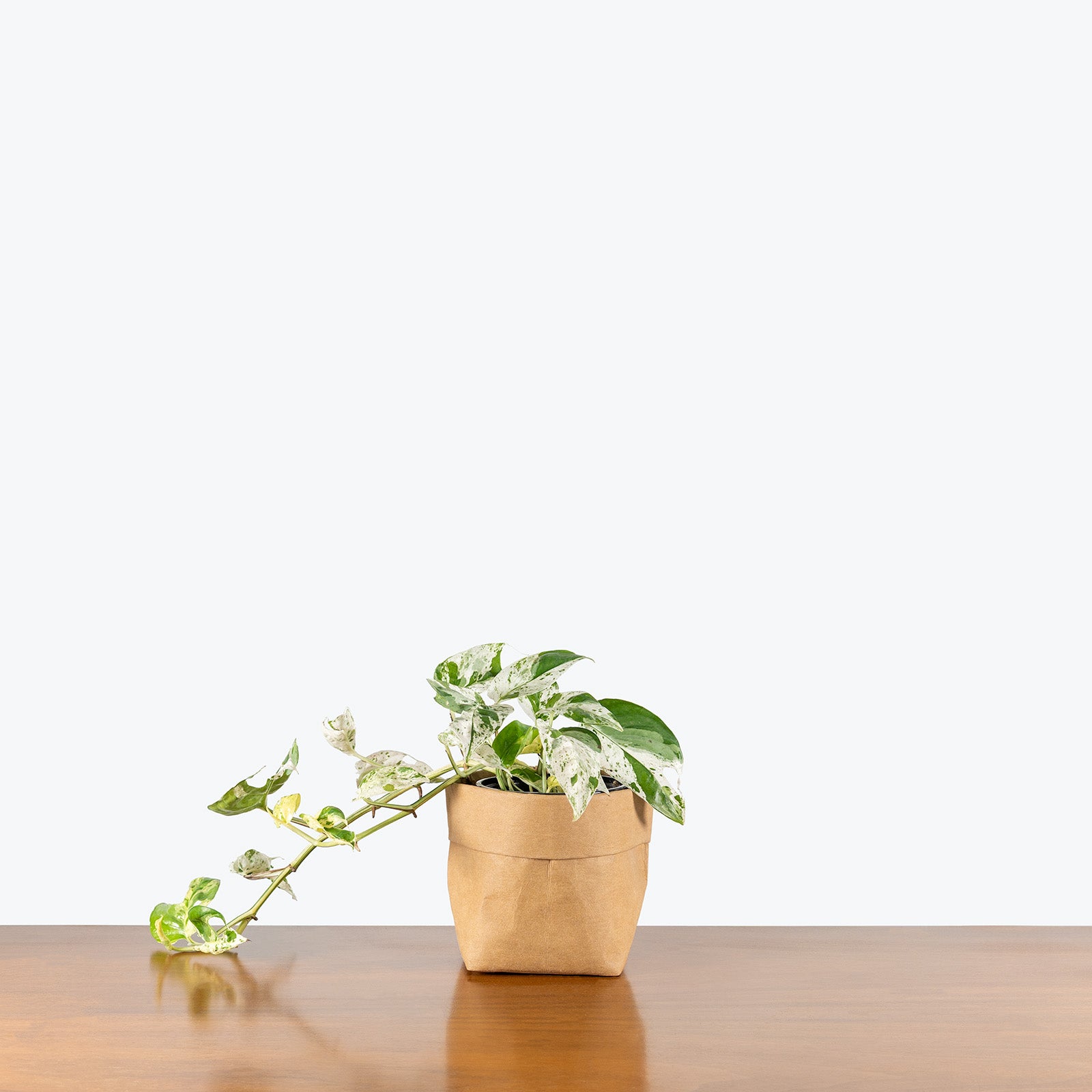 Epipremnum Pinnatum Marble | Care Guide and Pro Tips - Delivery from Toronto across Canada - JOMO Studio