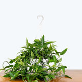Epipremnum Pinnatum Skeleton Key — 8" Hanging Basket (trailing)