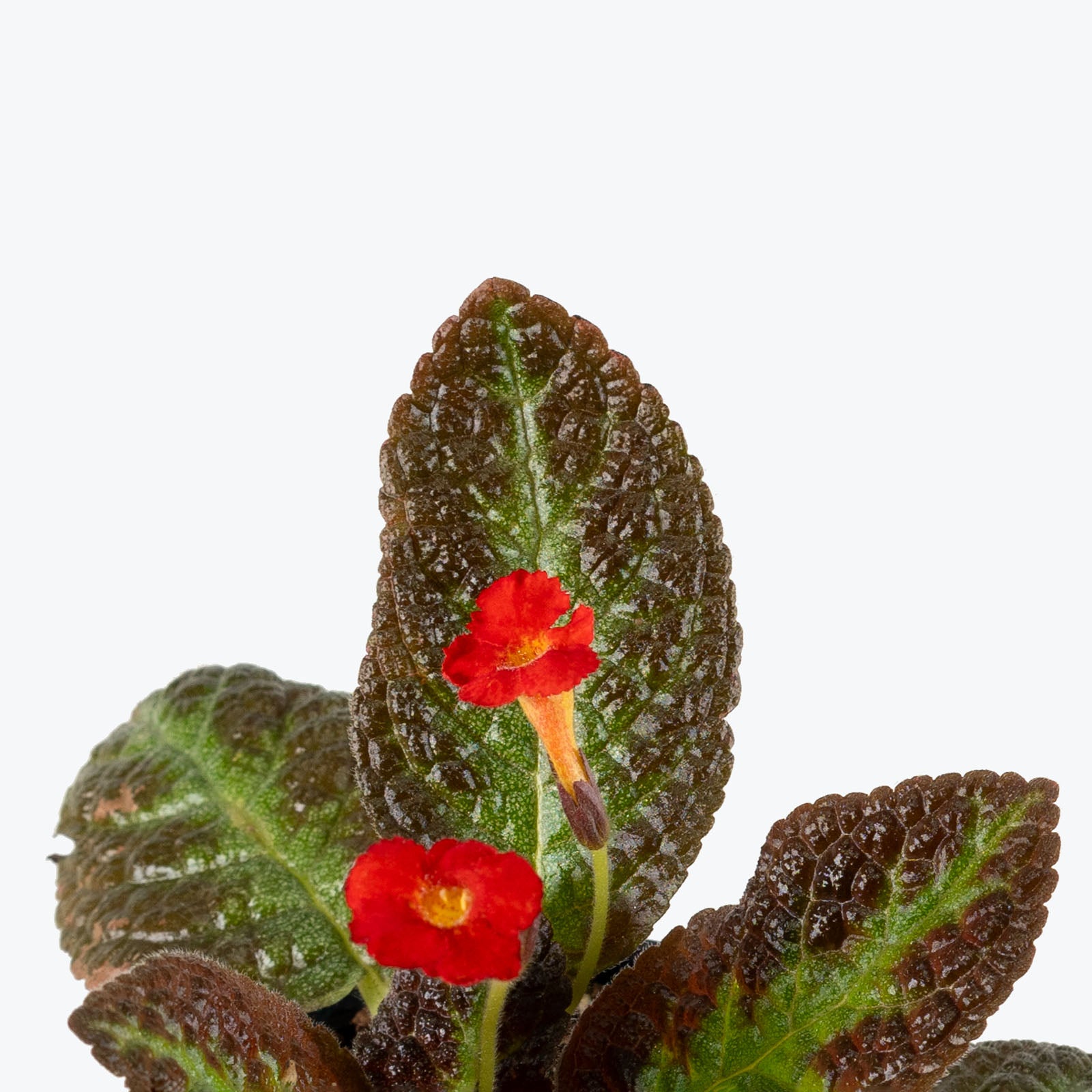 Episcia Chocolate Soldier | Care Guide and Pro Tips - Delivery from Toronto across Canada - JOMO Studio