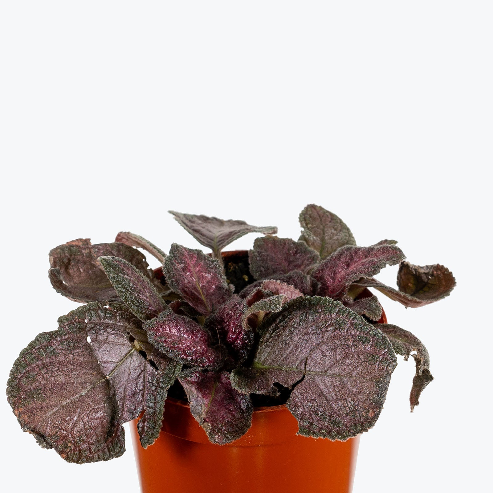 Episcia Purple Rain | Care Guide and Pro Tips - Delivery from Toronto across Canada - JOMO Studio