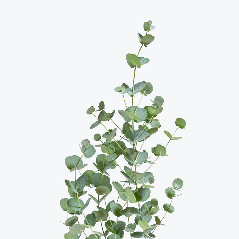 Eucalyptus Gunnii Glacier | Care Guide and Pro Tips - Delivery from Toronto across Canada - JOMO Studio