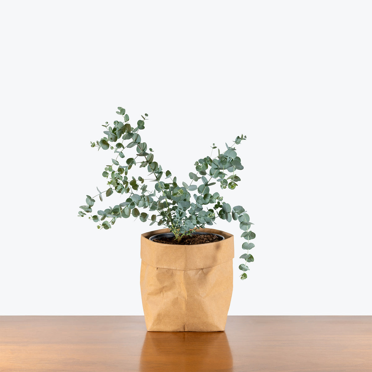Eucalyptus Gunnii Glacier | Care Guide and Pro Tips - Delivery from Toronto across Canada - JOMO Studio