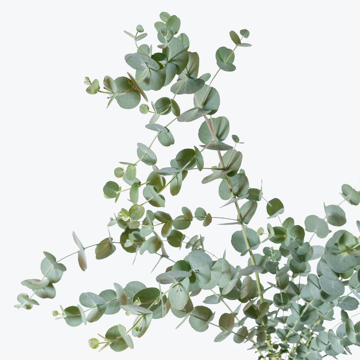 Eucalyptus Gunnii Glacier | Care Guide and Pro Tips - Delivery from Toronto across Canada - JOMO Studio