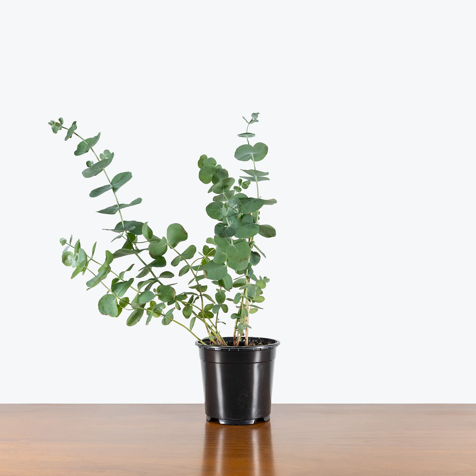 Eucalyptus Plant | Care Guide and Pro Tips - Delivery from Toronto across Canada - JOMO Studio