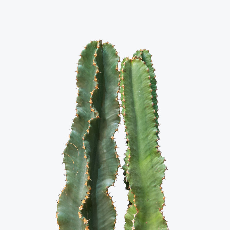 Euphorbia Ammak | African Candelabra | Care Guide and Pro Tips - Delivery from Toronto across Canada - JOMO Studio