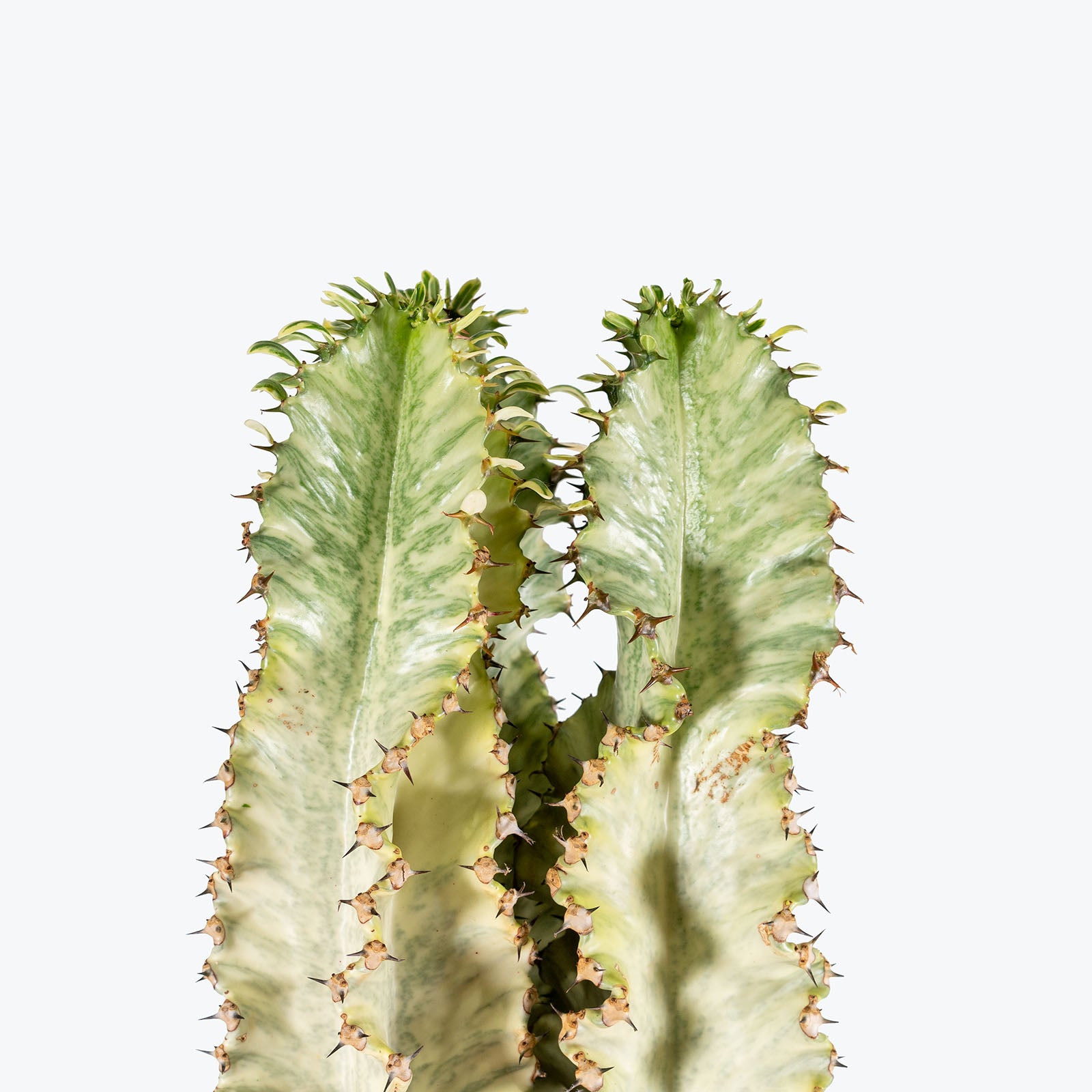 Euphorbia Ammak Variegata | Care Guide and Pro Tips - Delivery from Toronto across Canada - JOMO Studio