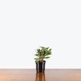 Euphorbia Francoisii — 4" Pot - Green