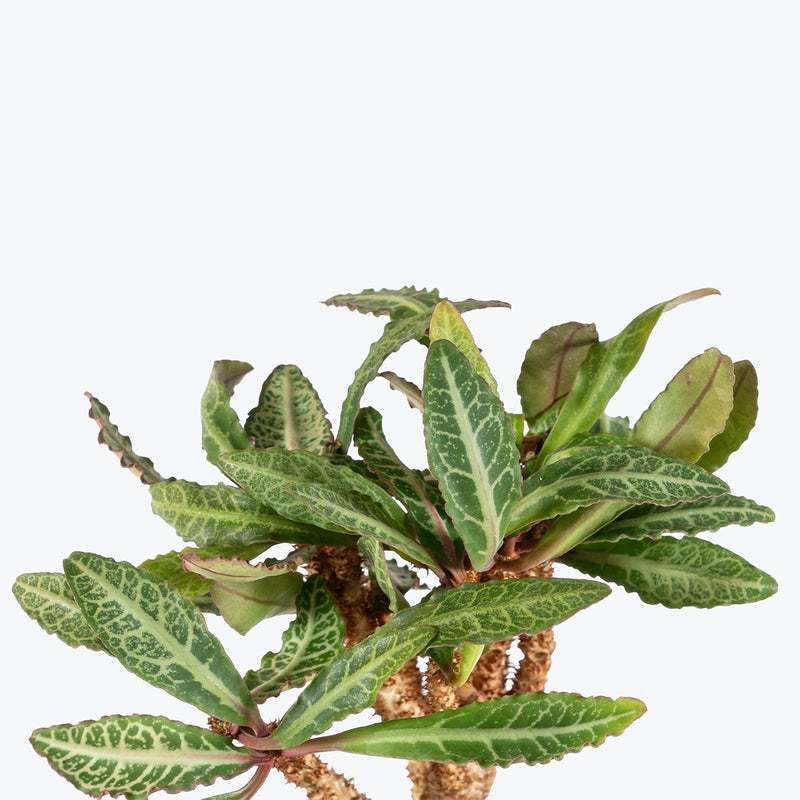 Euphorbia Francoisii | Care Guide and Pro Tips - Delivery from Toronto across Canada - JOMO Studio