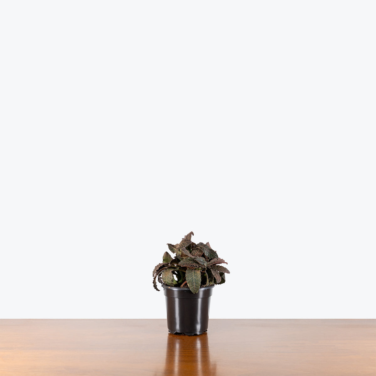 Euphorbia Francoisii | Care Guide and Pro Tips - Delivery from Toronto across Canada - JOMO Studio
