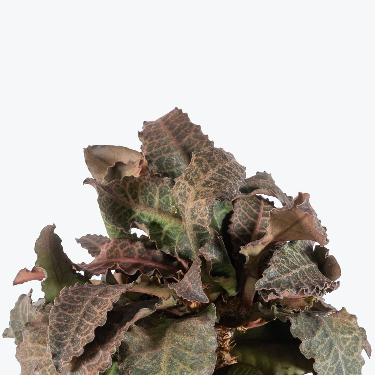 Euphorbia Francoisii | Care Guide and Pro Tips - Delivery from Toronto across Canada - JOMO Studio