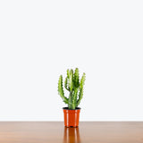 Euphorbia Lactea — 4" Pot