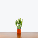 Euphorbia Lactea - House Plants Delivery Toronto - JOMO Studio