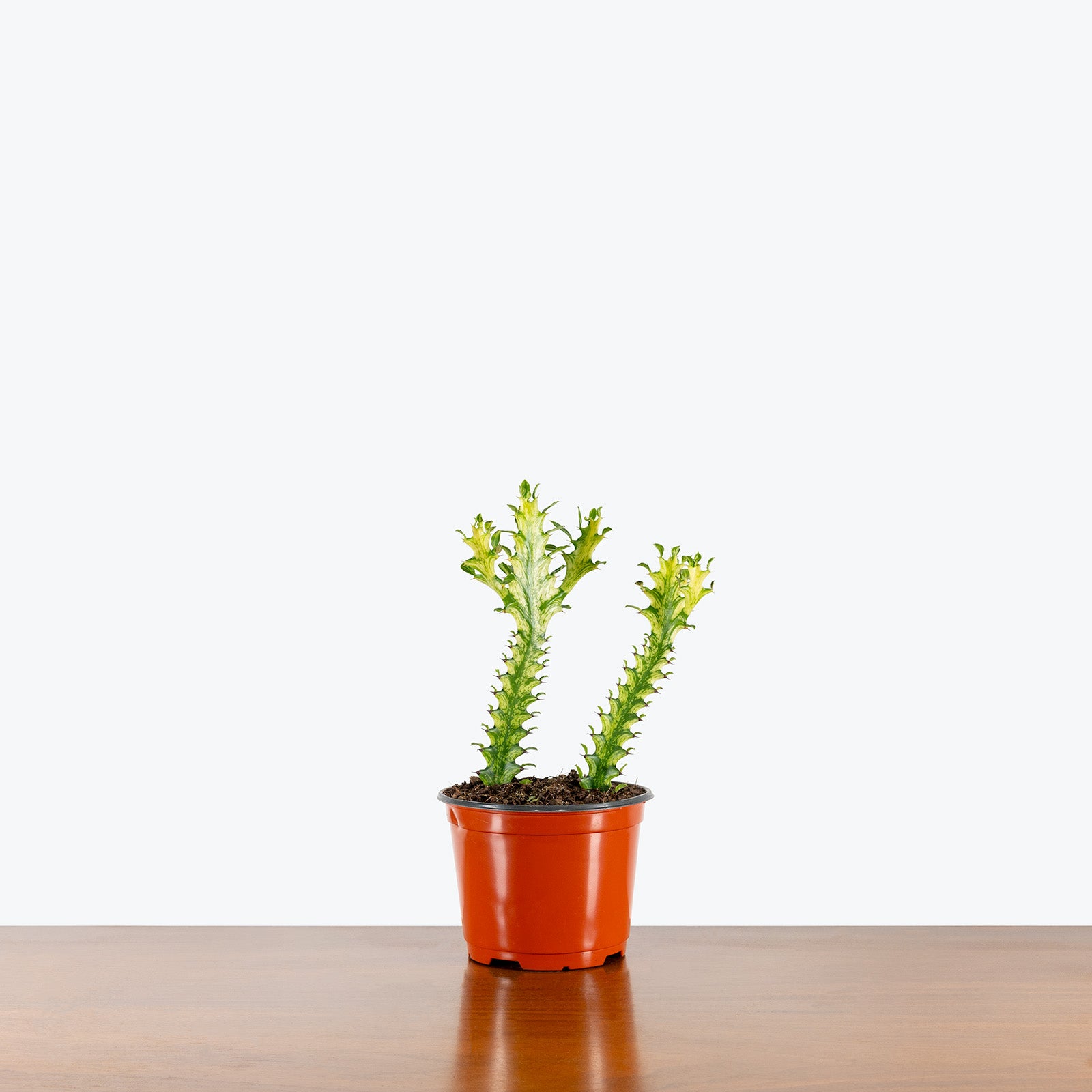 Euphorbia Mint Cream | Care Guide and Pro Tips - Delivery from Toronto across Canada - JOMO Studio