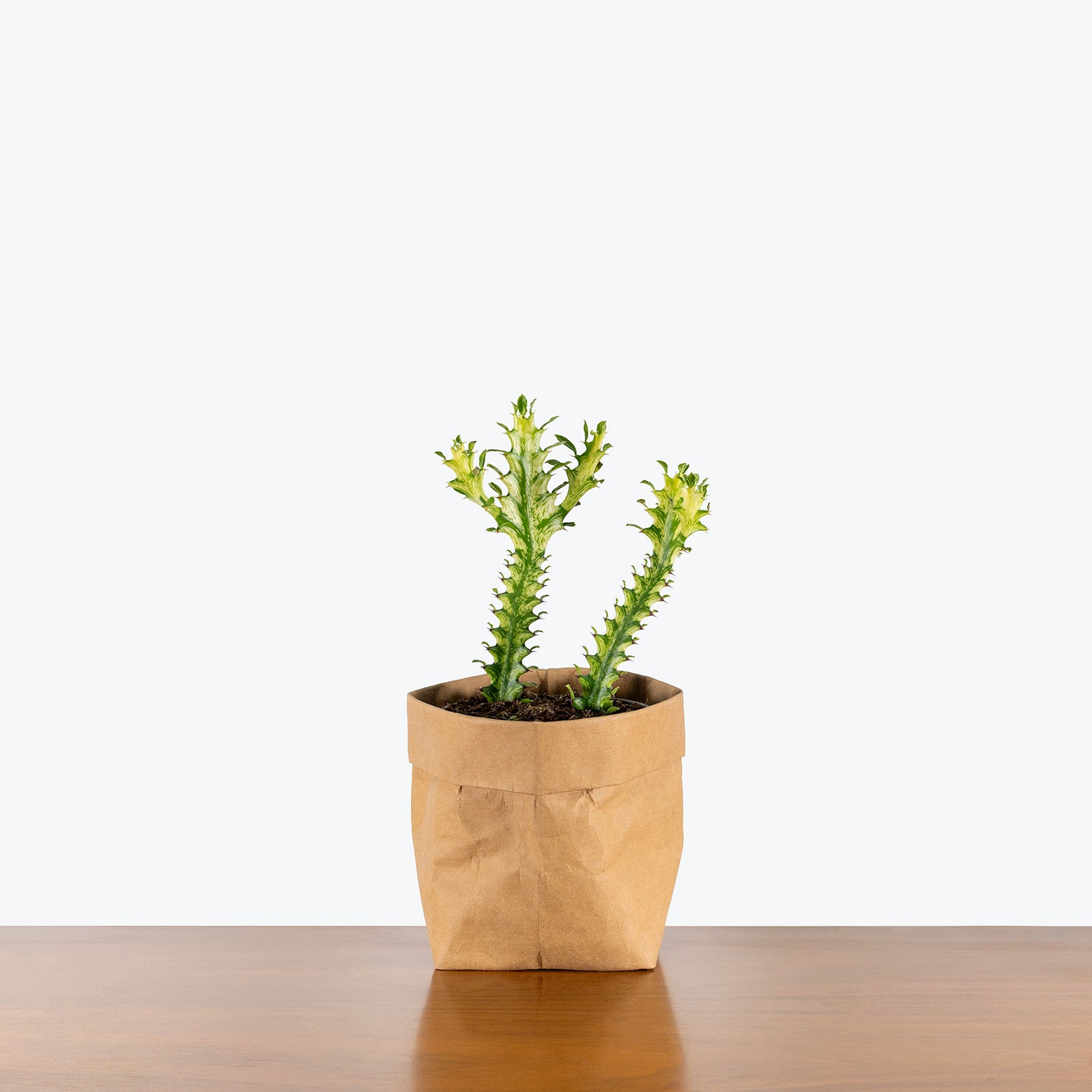 Euphorbia Mint Cream | Care Guide and Pro Tips - Delivery from Toronto across Canada - JOMO Studio