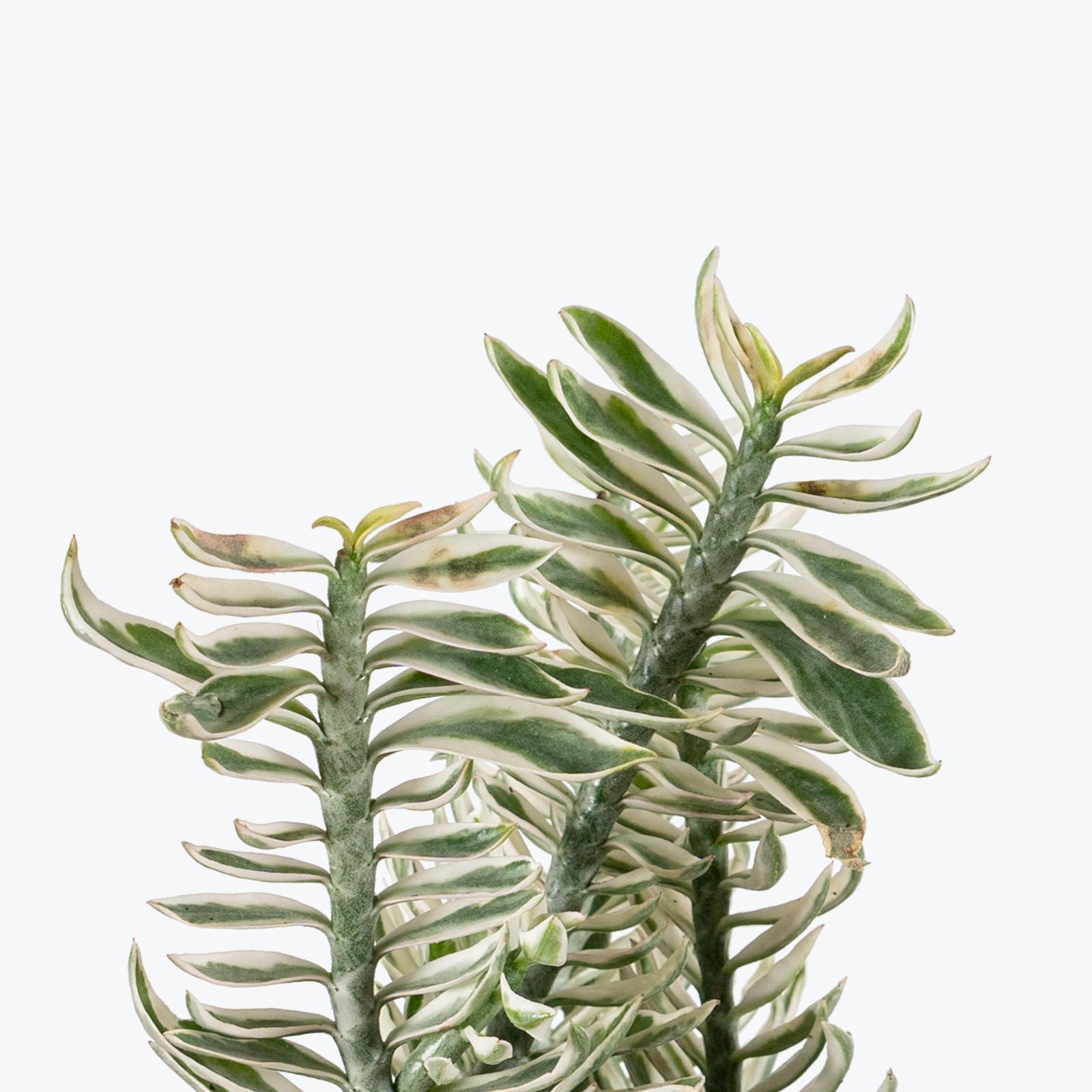 Euphorbia Tithymaloides Nana Variegata | Variegated Dwarf Devil’s Backbone | Care Guide and Pro Tips - Delivery from Toronto across Canada - JOMO Studio