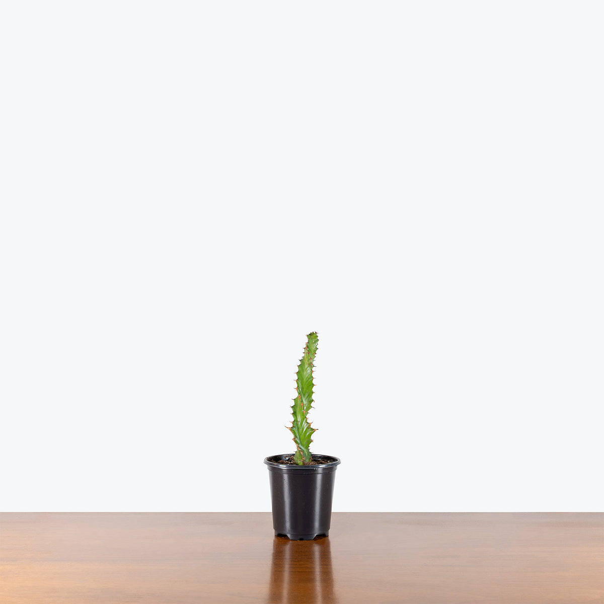 Euphorbia Tortirama | Care Guide and Pro Tips - Delivery from Toronto across Canada - JOMO Studio