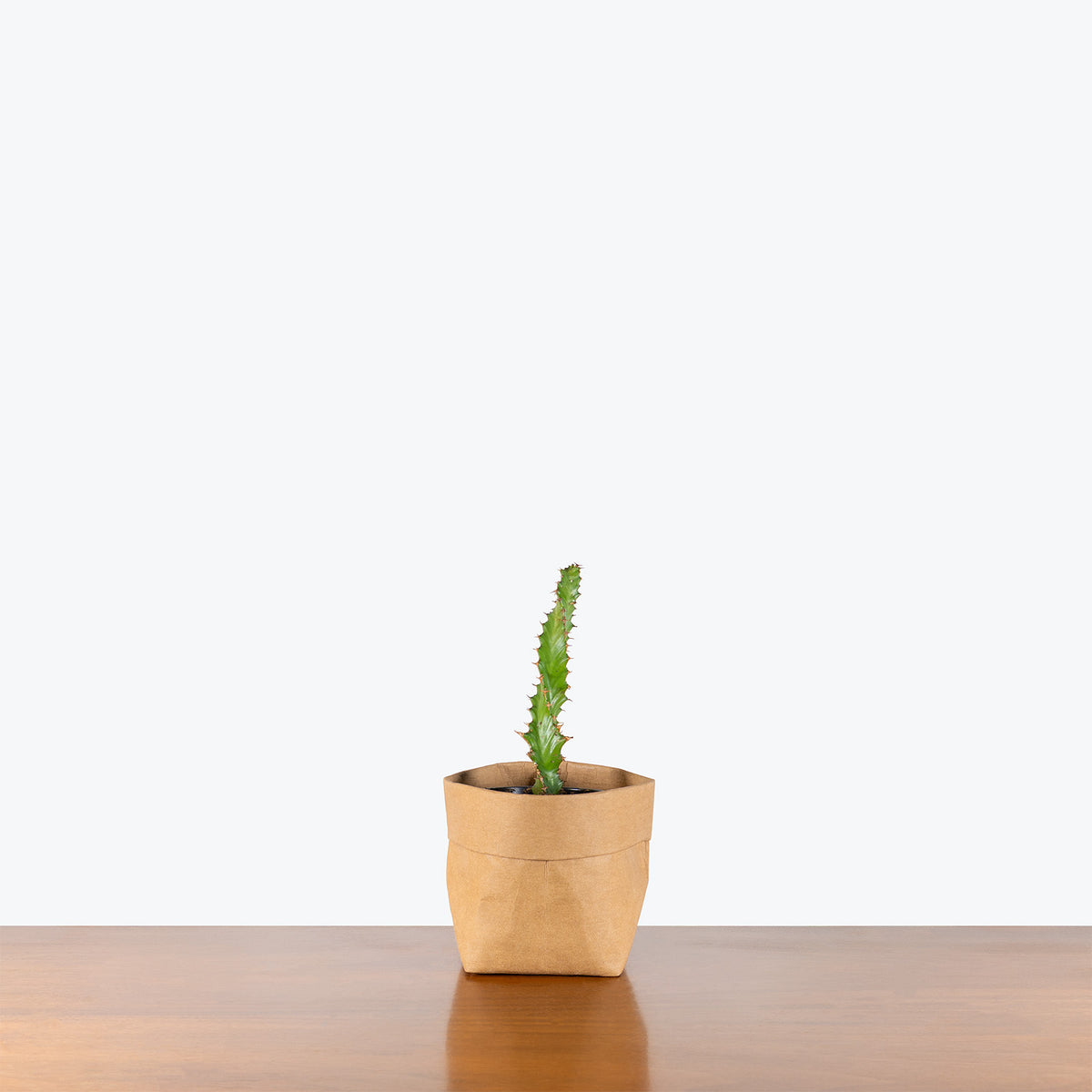 Euphorbia Tortirama | Care Guide and Pro Tips - Delivery from Toronto across Canada - JOMO Studio