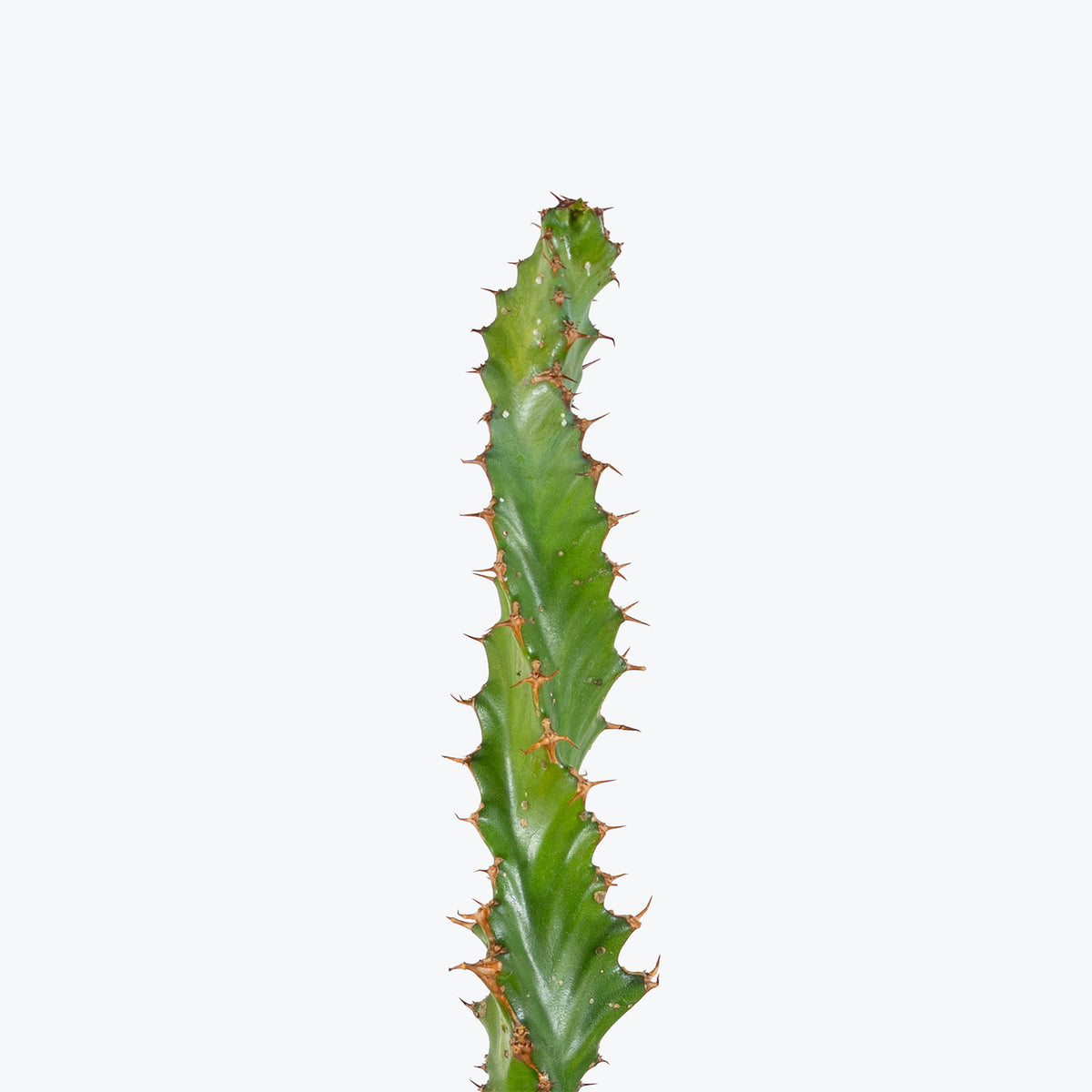 Euphorbia Tortirama | Care Guide and Pro Tips - Delivery from Toronto across Canada - JOMO Studio