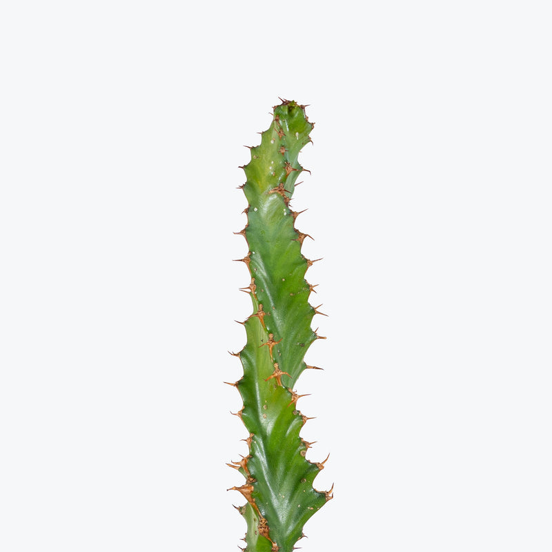 Euphorbia Tortirama | Care Guide and Pro Tips - Delivery from Toronto across Canada - JOMO Studio
