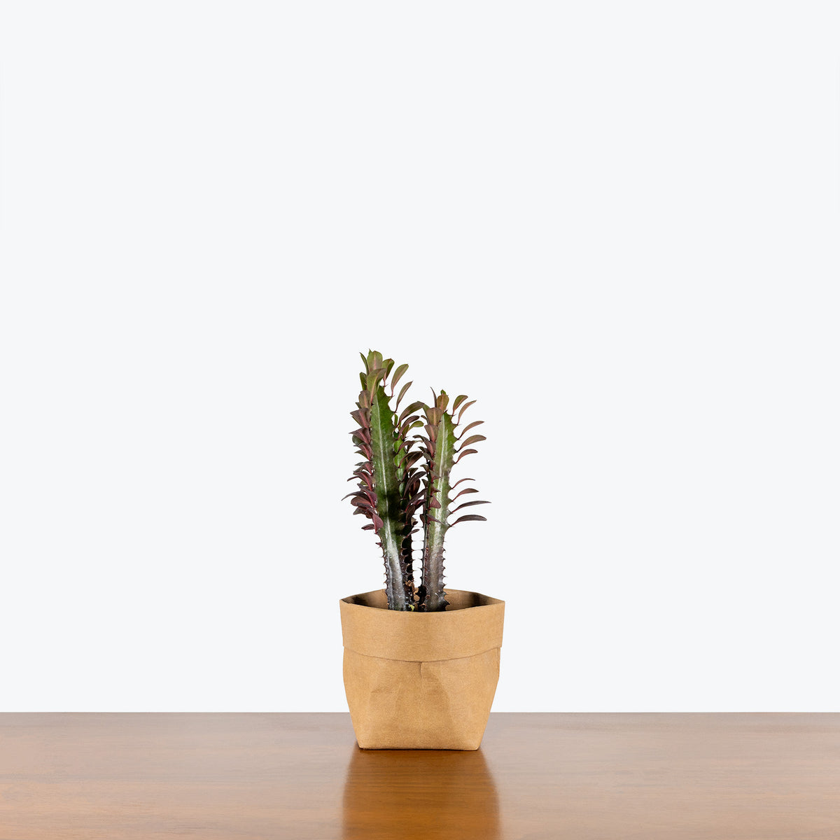 rubra succulent Euphorbia Trigona Rubra | Care Guide and Pro Tips - Delivery from Toronto across Canada