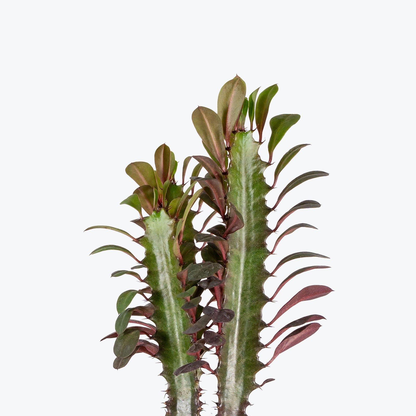Euphorbia Trigona Rubra | Care Guide and Pro Tips - Delivery from Toronto across Canada - JOMO Studio