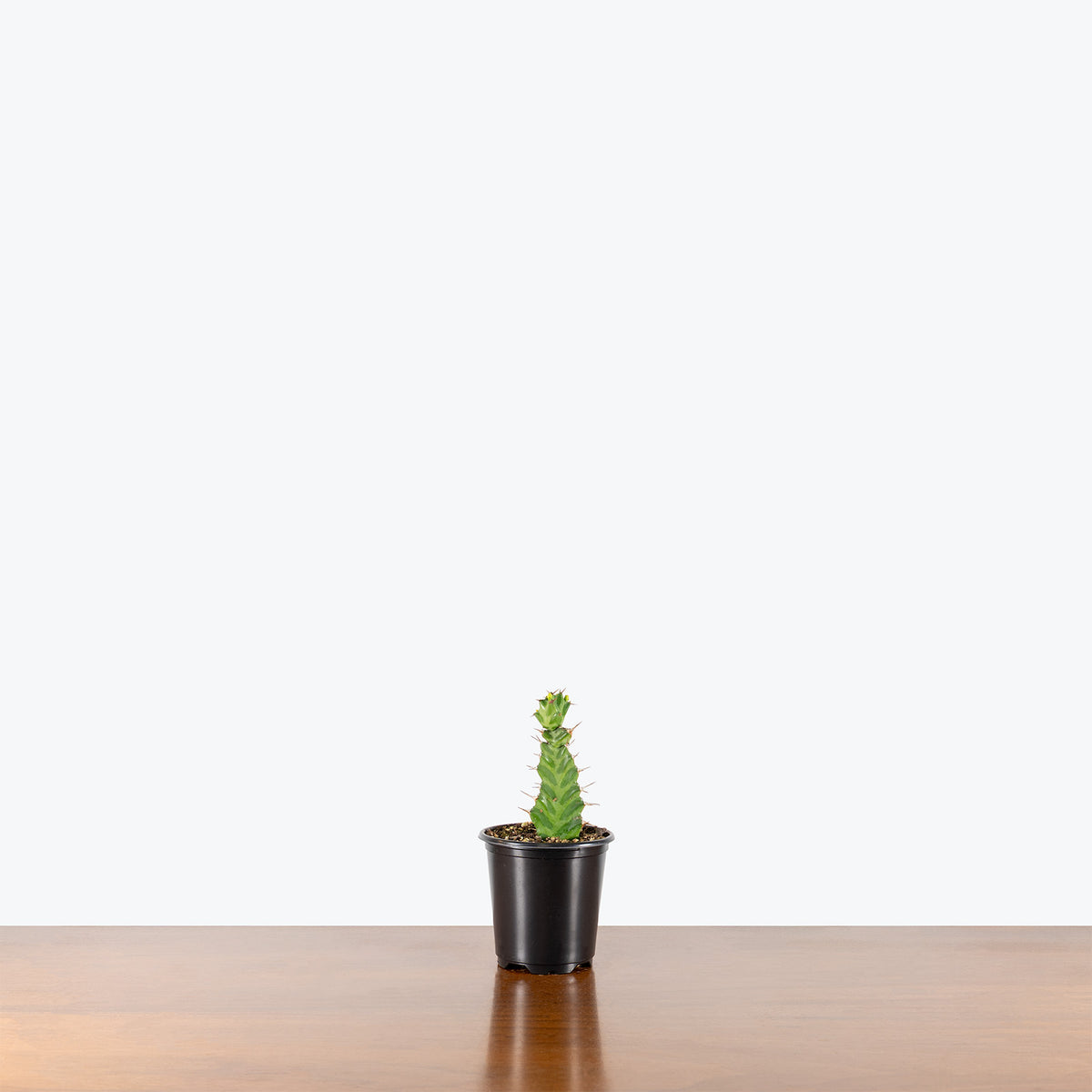 Euphorbia Virosa | Care Guide and Pro Tips - Delivery from Toronto across Canada - JOMO Studio