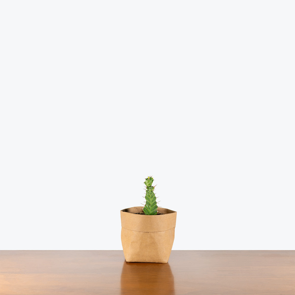 Euphorbia Virosa | Care Guide and Pro Tips - Delivery from Toronto across Canada - JOMO Studio