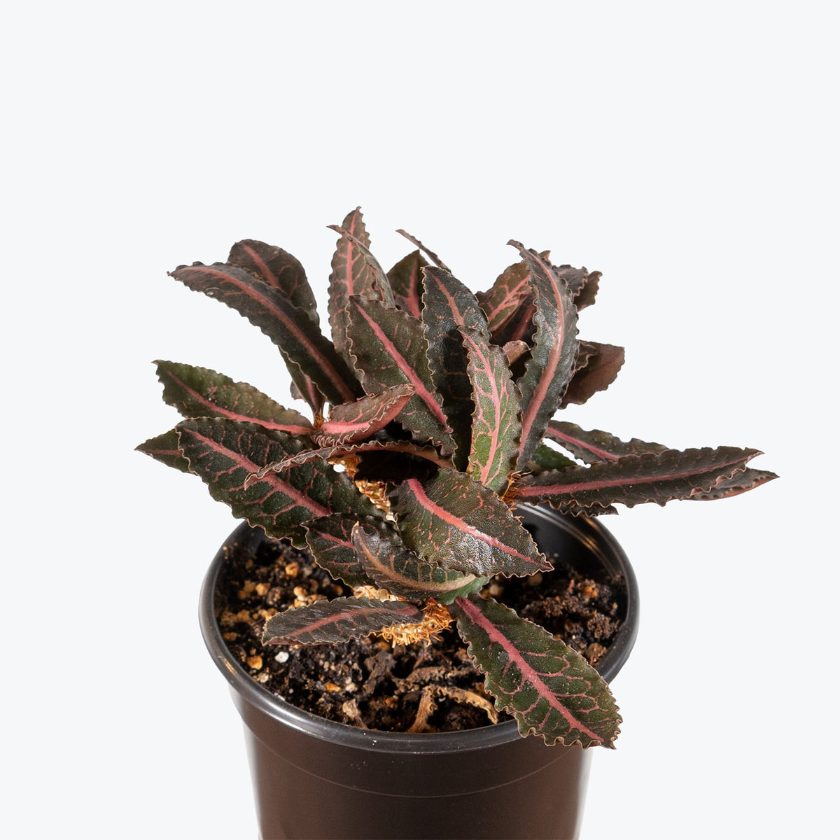 Euphorbia Francoisii | Care Guide and Pro Tips - Delivery from Toronto across Canada - JOMO Studio
