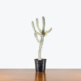 Euphorbia Lactea White Ghost — 5" Pot (blemishes expected)