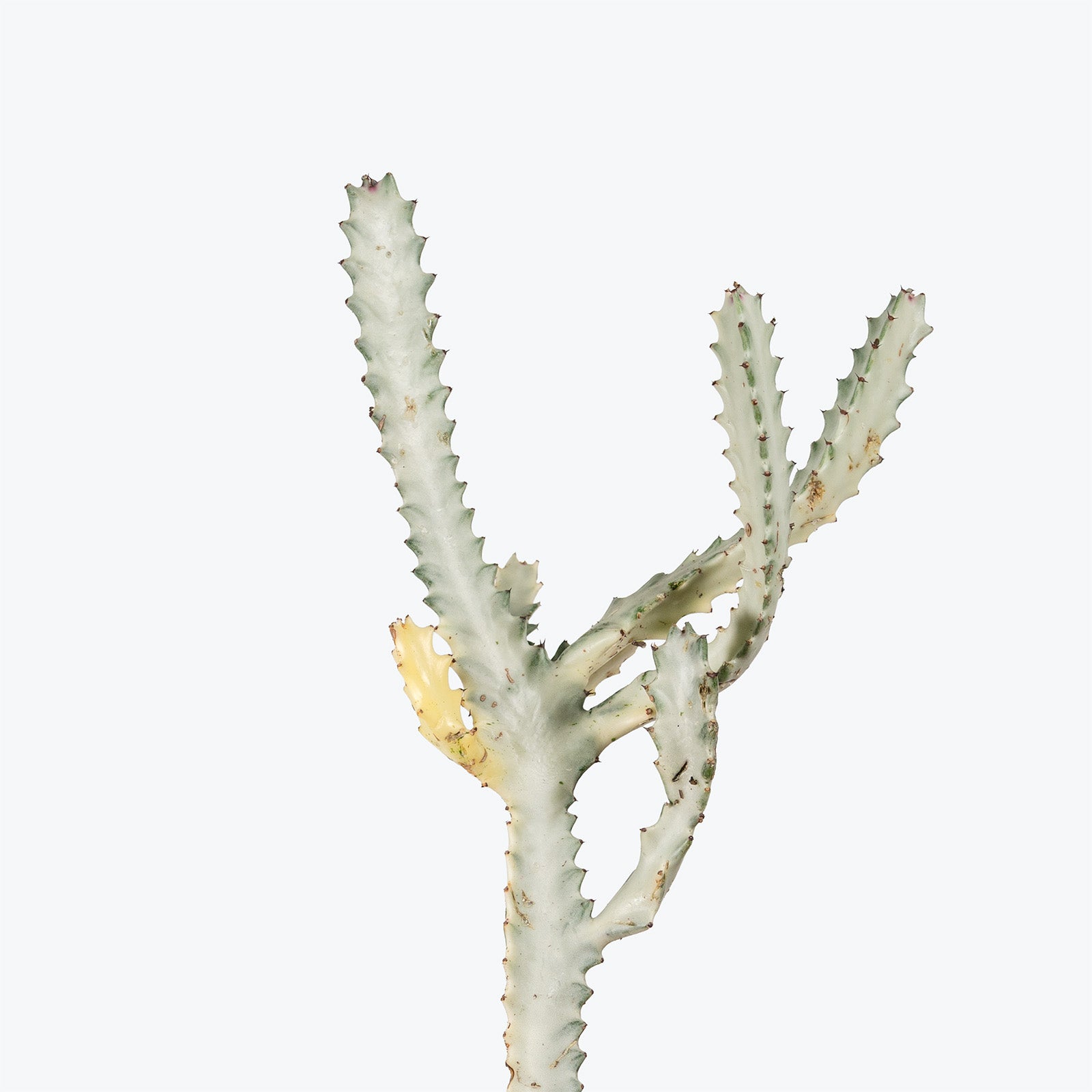Euphorbia Lactea 'White Ghost' | Care Guide and Pro Tips - Delivery from Toronto across Canada - JOMO Studio