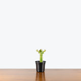 Euphorbia Mint Cream — 4" Pot