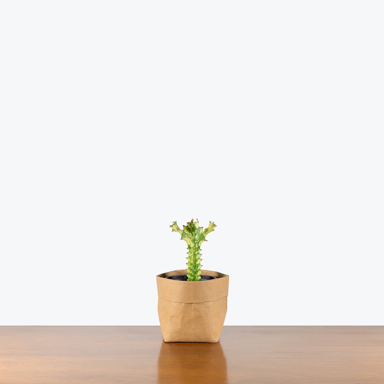 Euphorbia Mint Cream | Care Guide and Pro Tips - Delivery from Toronto across Canada - JOMO Studio