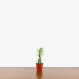 Euphorbia Trigona — 2.5" Pot