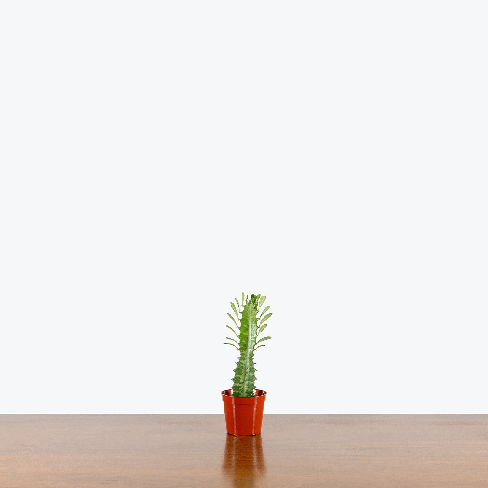 Euphorbia Trigona | Care Guide and Pro Tips - Delivery from Toronto across Canada - JOMO Studio